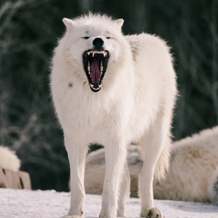 domesticated wolf attacks