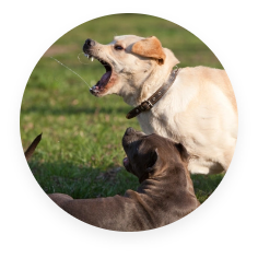 Image of two dogs barking at a pedestrian in public