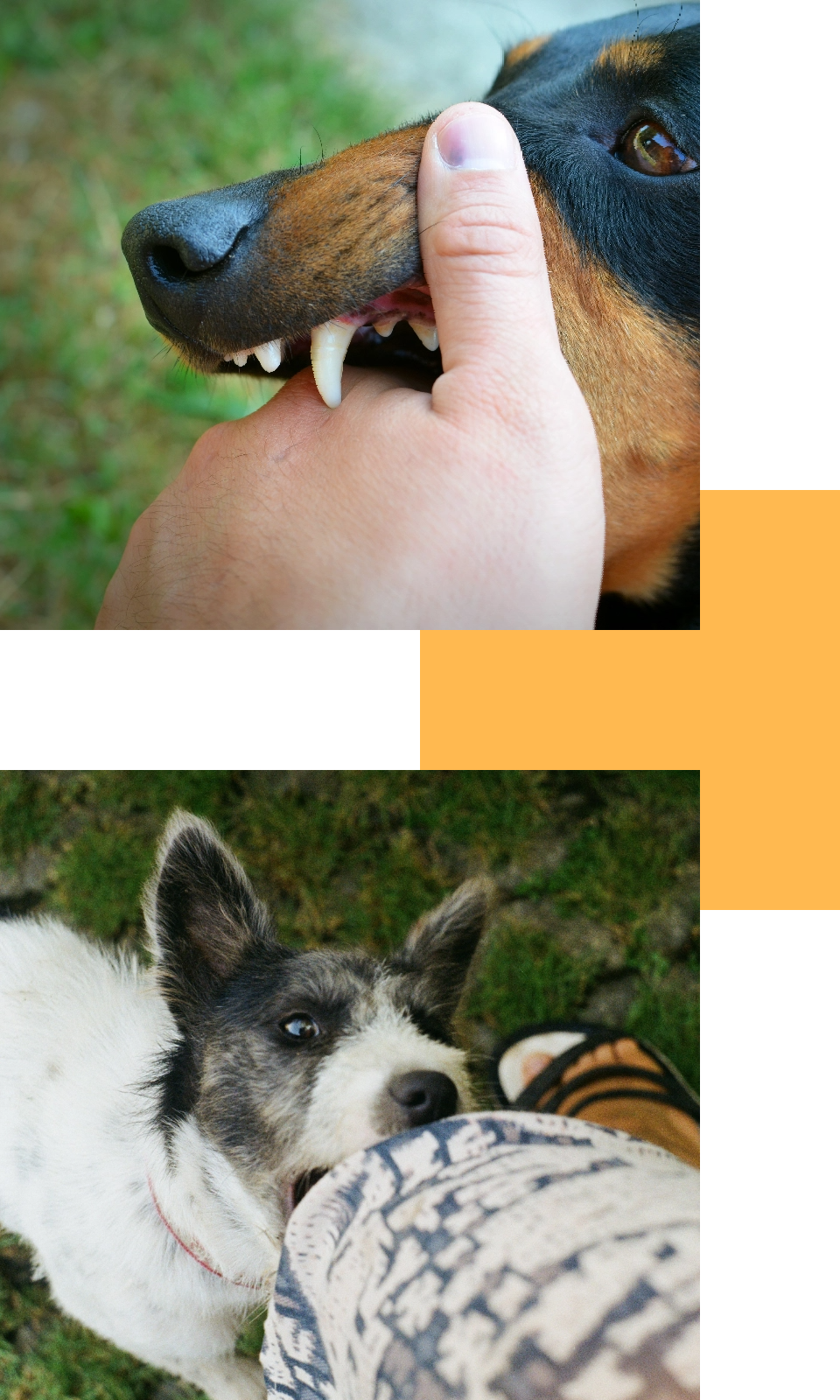 dog bite image